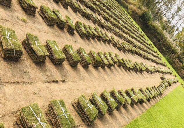 南雪松修剪樹形生長更好